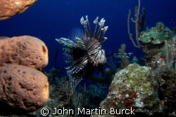 Vigilant Specter - The Lionfish has invaded the atlantic ... by John Martin Burck 